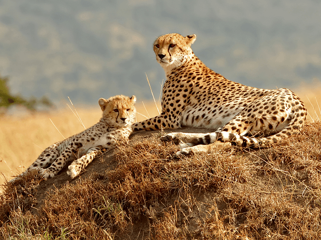 Gepard štíhly v parku Masai Mara, Keňa