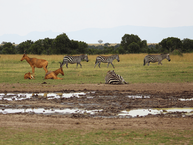 Zebry a antilopy v národnom parku Tsavo, Keňa