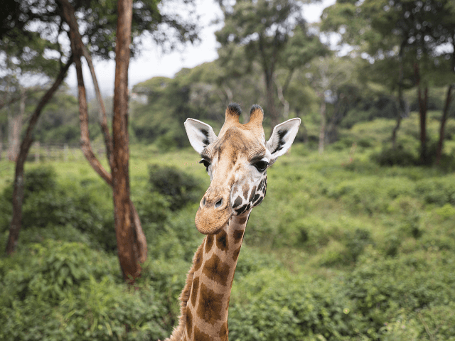 Žirafa v parku, Nairobi, Keňa